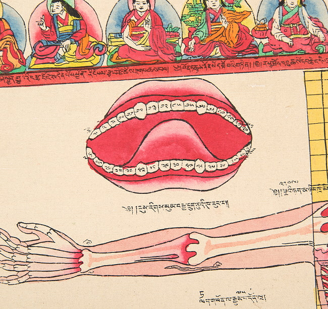 〔一点物〕タンカ - チベット医学の解剖図[38x44cm] 8 - 一部分をアップにしてみました